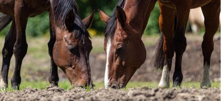 VEDO, SENTO, ANNUSO, TOCCO E ASSAGGIO, QUINDI SONO… CAVALLO