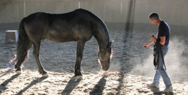 INDIRIZZIAMO IL NOSTRO CAVALLO